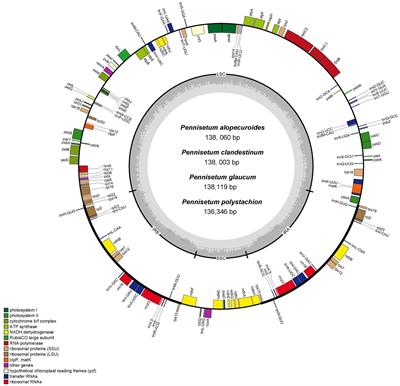 Comparative Analysis of the Chloroplast Genome for Four Pennisetum Species: Molecular Structure and Phylogenetic Relationships